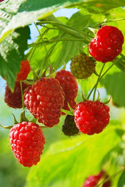 Raspberry-soft-fruit-plants-Woolpit-Nurseries
