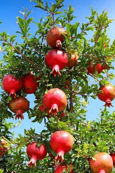 fruit