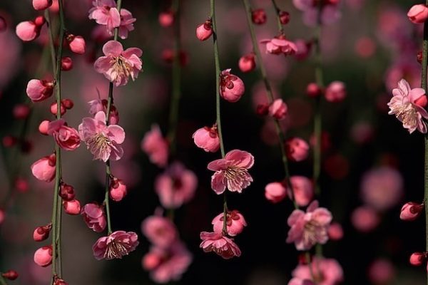 shrubs-1.jpg